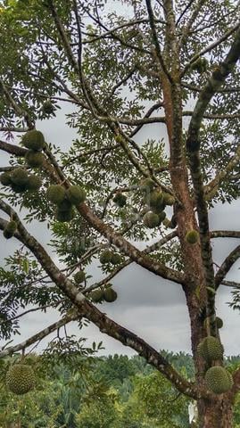 Kebun Durian 1