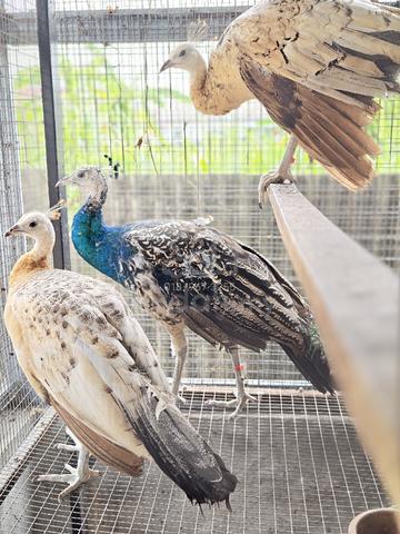Burung Merak - photo 5 of 6