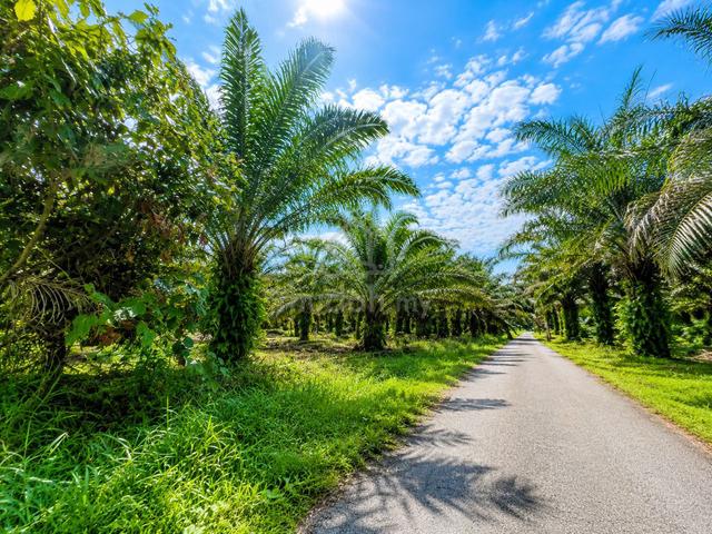 KAYU ARA PASONG, PONTIAN, Agricultural Land FOR SALE 1