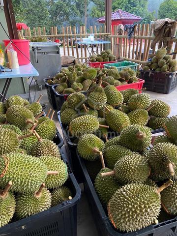 Raub 6 acres free hold durian musang king orchard 🔥 1