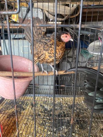 ayam serama gred show & ayam batik - photo 2 of 3