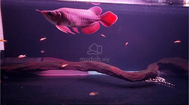 Arowana King Super Red - Pets for sale in Tasek Gelugor, Penang