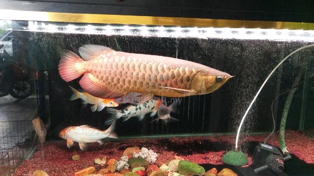 Ikan dan akuarium  - photo 3 of 3