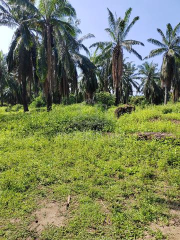 Tanah Beserta Pokok Kelapa Sawit Untuk Dijual 2