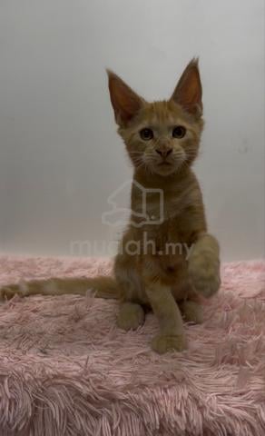 Carousel Image