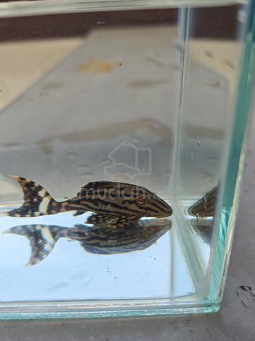 Pleco L190 - photo 4 of 6