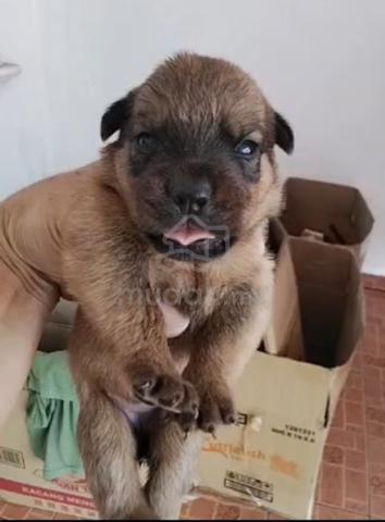 Rottweiler x Pitbully - photo 2 of 5