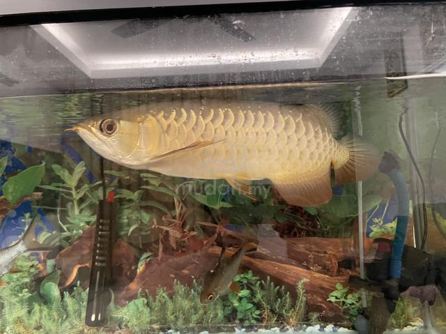 arwana highback & aquarium - photo 2 of 3