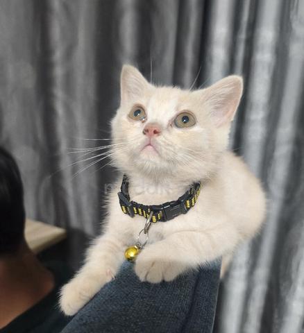 BSH Kitten - photo 2 of 2
