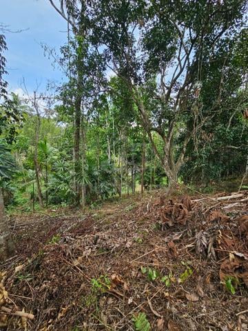 Tanah Kebun Getah Di Mukim Bongor, Baling, Kedah 1