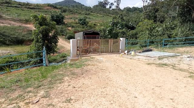 Tanah ladang untuk disewa, tanah siap dibersihkan. 1