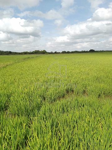 Tanah sawah untuk sale 1