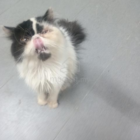 pure persian - photo 2 of 5