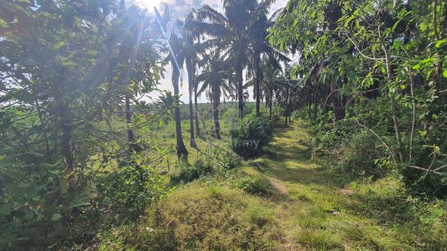 Tanah freehold kuala ketil 1