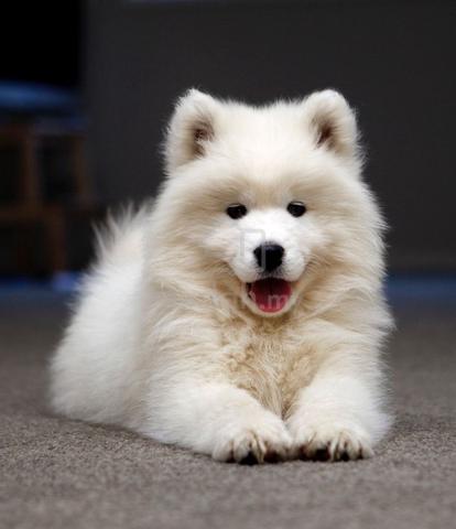 Samoyed 8 hot sale weeks