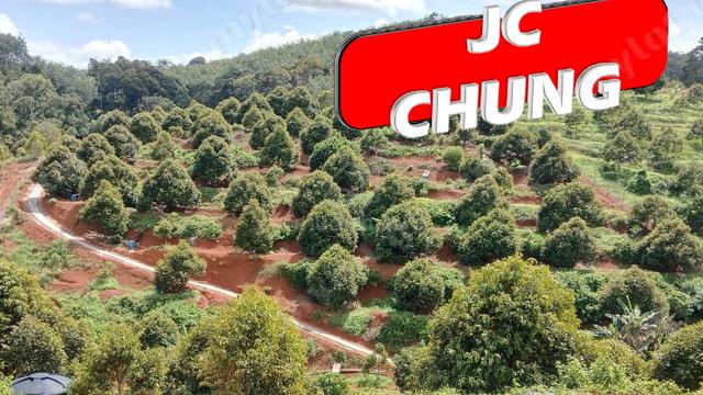 Musang King & Black Thorn Durian Farm | Kuala Kangsar | Perak丨Liman 1