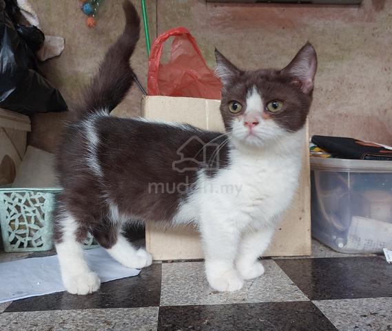 Cute Munchkin Kitten - photo 3 of 5