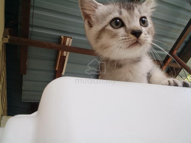 BSH KITTEN GRAY (Jantan) - photo 5 of 6