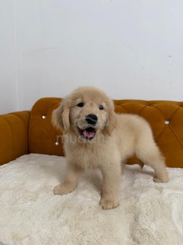 Carousel Image