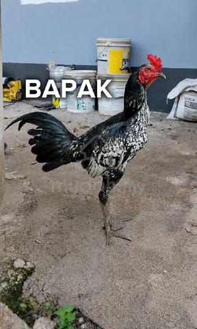 pama iq utk dijual - photo 3 of 4