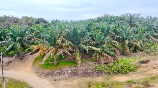 Tanah Pertanian di Bukit Merah 1