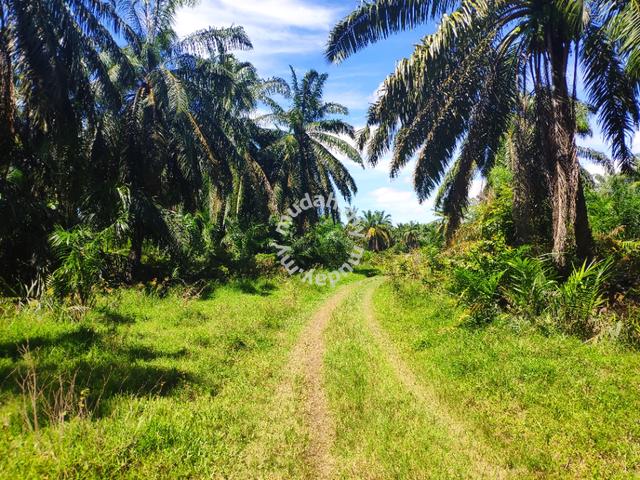 2.65Acres of Palm Oil Land in Pinang Tunggal For Sale 4
