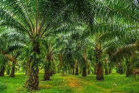 Sungai Siput - 650 acres - FREEHOLD - 10 Years 1