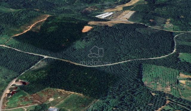 Tanah Kebun Kelapa Sawit Di Mukim Kupang, Kedah 1