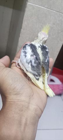 lutino pied cockatiel suap - photo 5 of 5