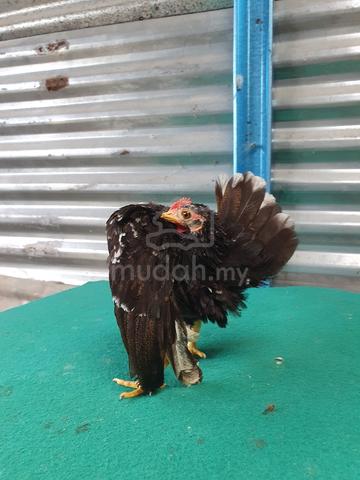 serama sepasang - photo 5 of 6
