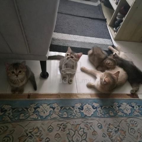 BSH Kitten - photo 6 of 6