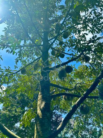 Musang King & Black Thorn Orchard – Direct Owner Sale 1