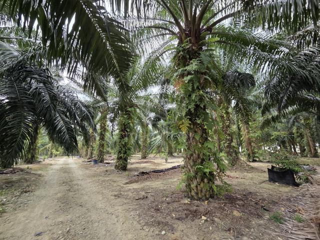 WITH Kelapa Sawit FREEHOLD Agricultural Land Taman Seri Merlimau Jasin 1