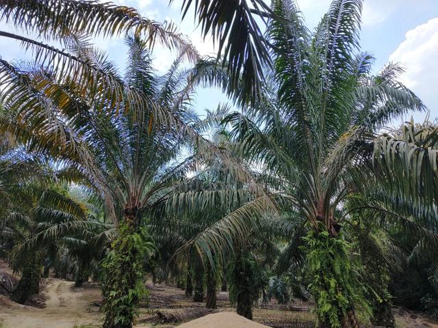 Agricultural Land 9.6 Acre – With Monthly Harvest Income 1