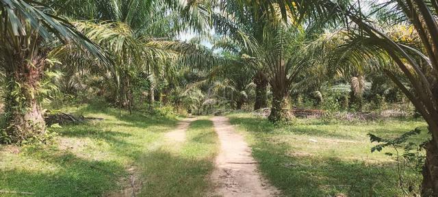 Sawit untuk di jual kawasan baling kedah 1