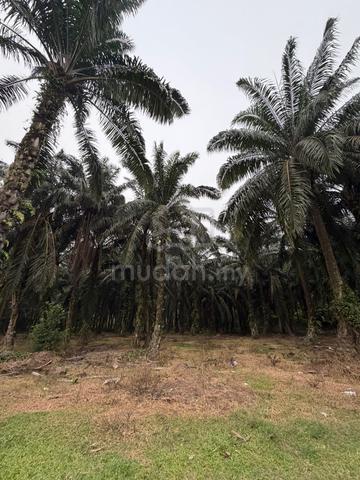 Tanah untuk dijual 1