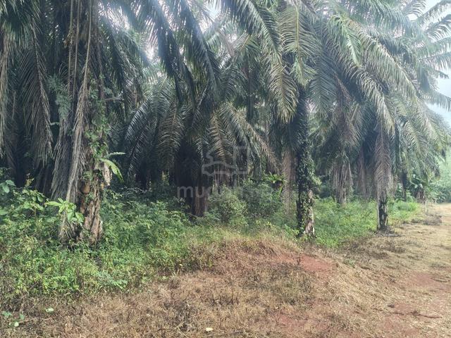 1 Ekar Tanah Kelapa Sawit Kampung Sulir Segamat Johor 1
