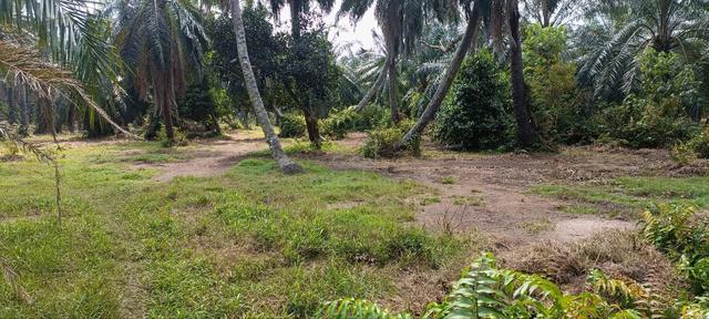 Tanah Kebun Sawit Murah 3 Ekar Di Sabak Bernam 5