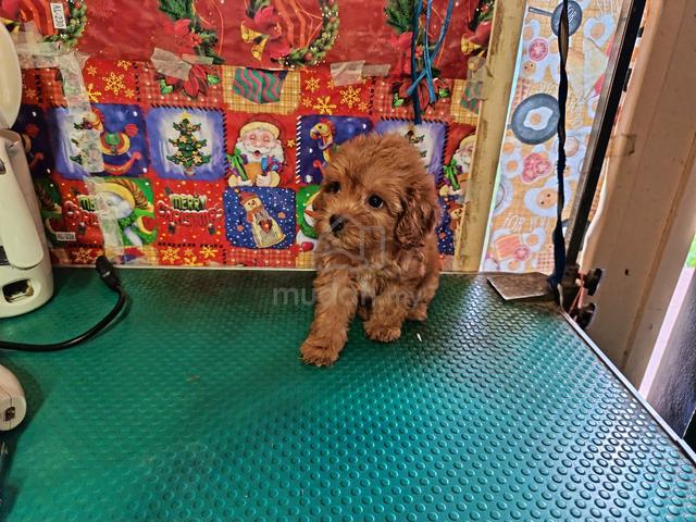 Maltipoo Female puppy - photo 2 of 4