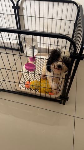 Poodle Puppy for Sale – Lovely & Healthy - photo 3 of 6