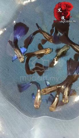 Carousel Image