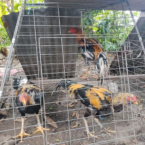Ayam ratu murah - photo 2 of 3