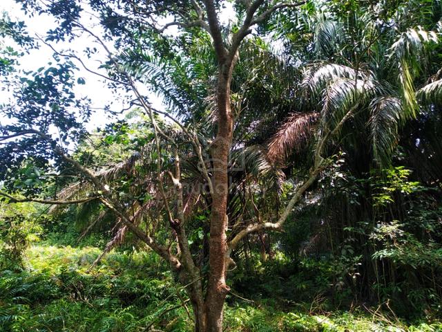 1.32 acres Agriculture Land Nusa Dusun at Kuala Linggi 4