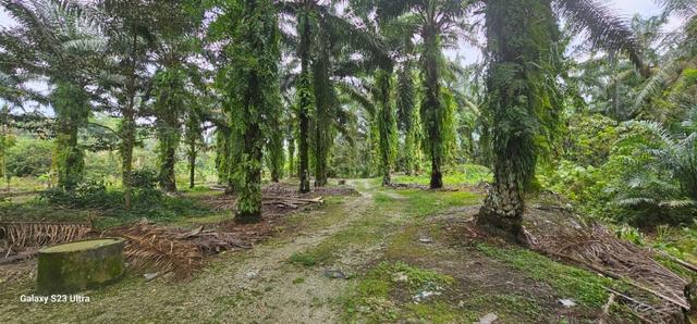 11.57 acres First Lot Palm oil Land at Tapah, Perak 1