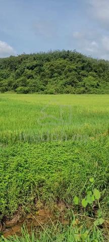 Tanah bendang untuk dijual – Pendang, Bendang Raja, Kedah 🌾 1