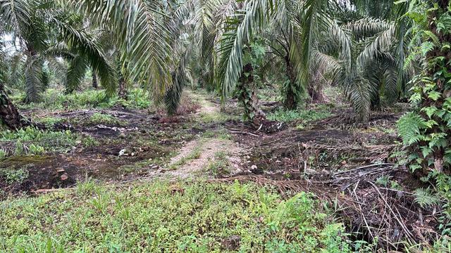 Pekan nanas,2.68Ekar ,agricultural land, per sf only 1