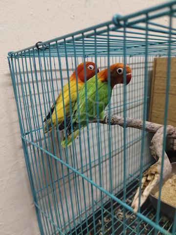 Lovebird - photo 4 of 5