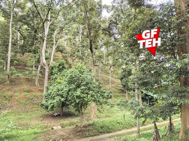 4.7 Acre Agricultural Land | Old tree durian farm | Lenggong | Perak b 1
