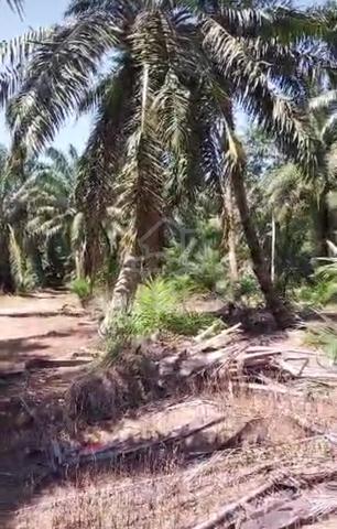 NEGO TANAH KEBUN UNTUK DIJUAL Mukim Parit Bakar, Muar 4