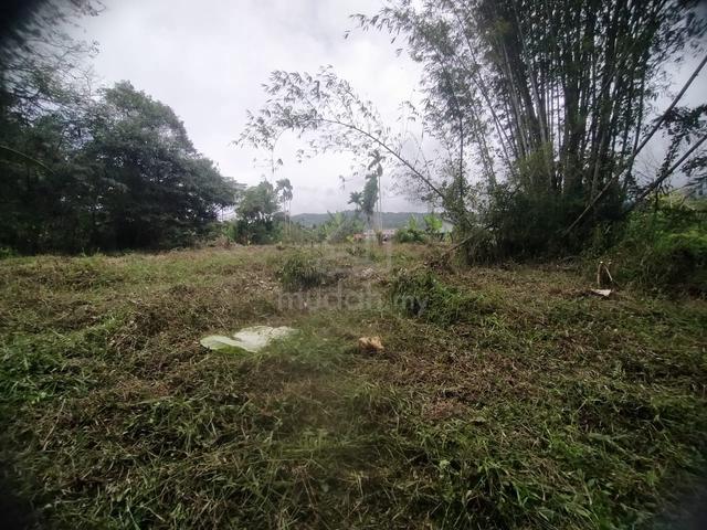 Puru Puru , ranau for sale 1
